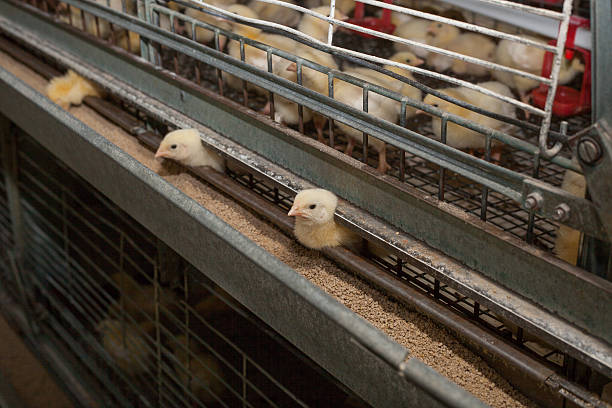 istock little chickens on agricultural farm 627856320