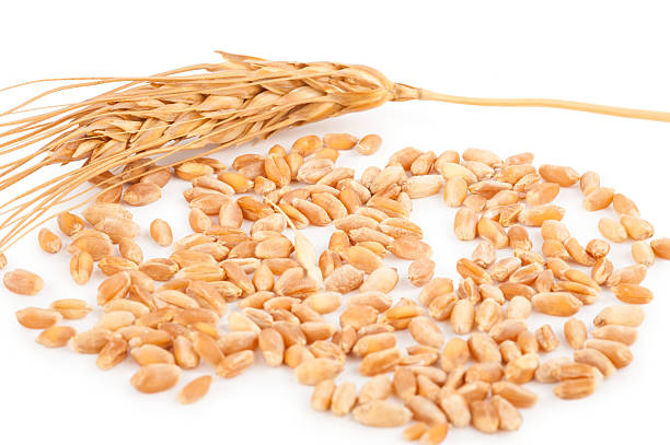 istock Ear of wheat 627856350