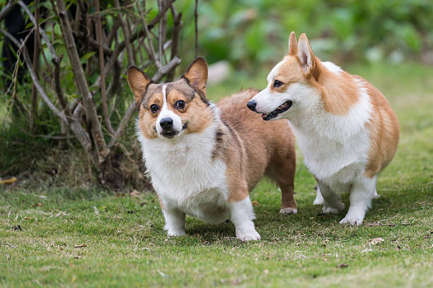 istock Two corgi dogs on the grass in the park 627856864