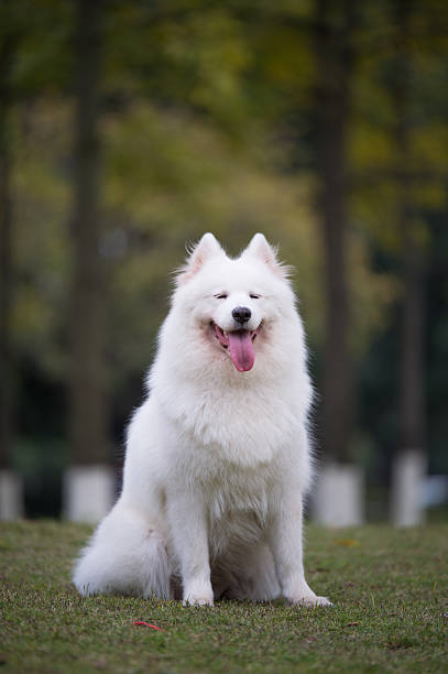 istock The samoyed 