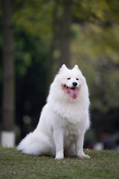 istock The samoyed 