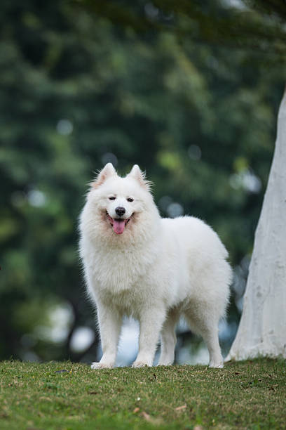 istock The samoyed 
