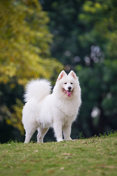 istock The samoyed 