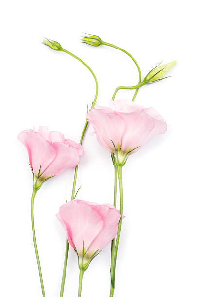 istock beauty pink eustoma flower isolated on white background 627864730