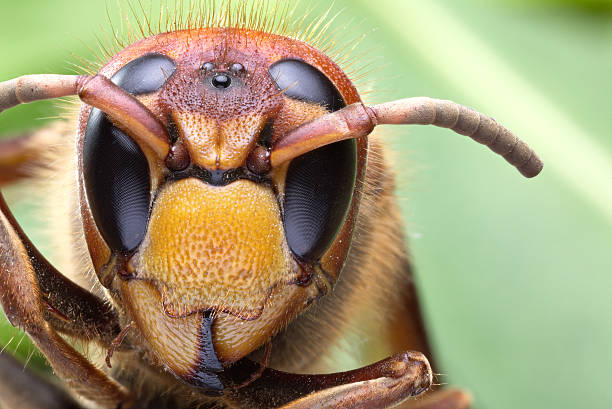 istock Macro shot of hornet or yellow jacket. 627864940