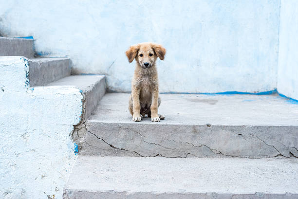 Animal : Dog Animal outdoor : A little dog sitting on the stair.  stray animal photos stock pictures, royalty-free photos & images