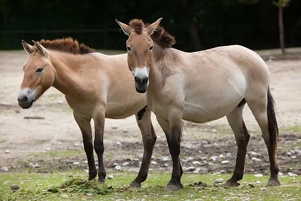 Przewalski's horse (Equus ferus przewalskii), also known as the Asian wild horse.