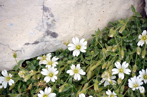 white flowers growing among the rocks