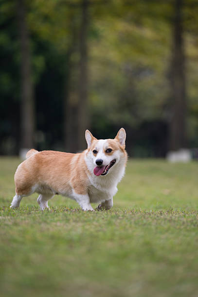istock The corgi dog on the grass in the park 627887366