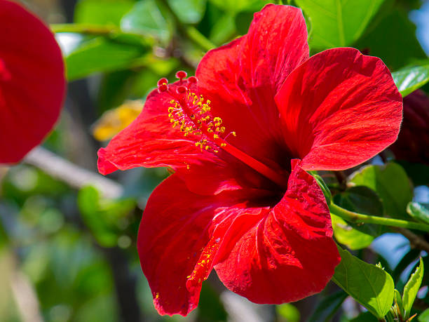istock Close up of an hibiscus flower 627887588