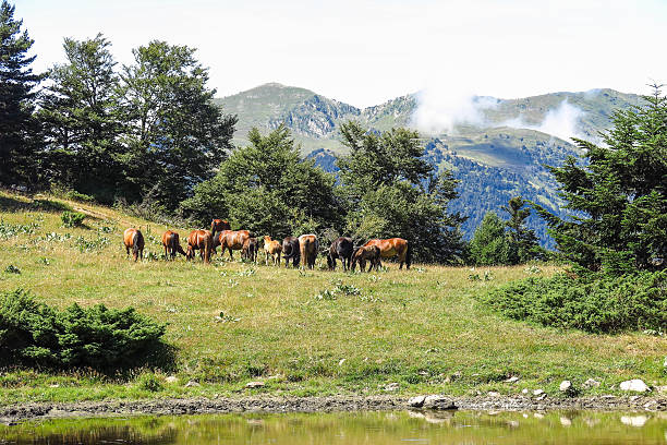 Wild horses in Aran valley in the Catalan Pyrenees, Spain