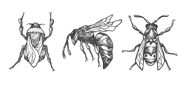 Vector illustration of Hand drawn set of bees and bumblebee in different poses.