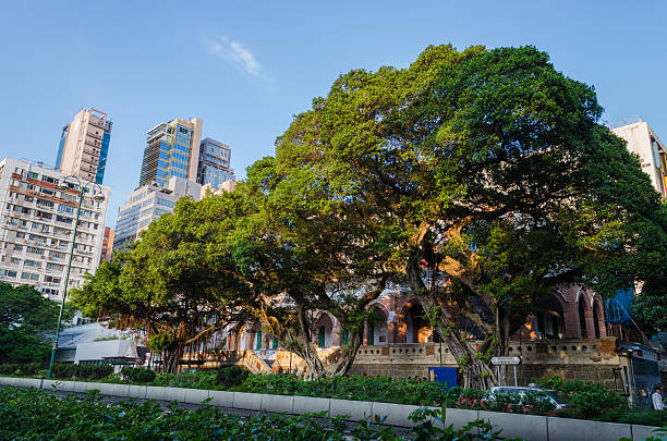 istock Big tree in big city 627891158