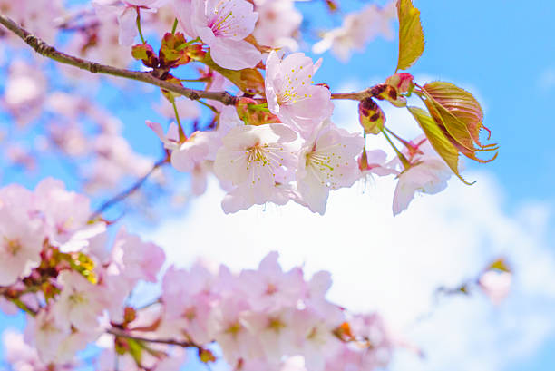 istock pink blossoms of Sargent's cherry 627892332
