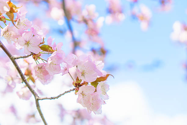 istock pink blossoms of Sargent's cherry 627892492
