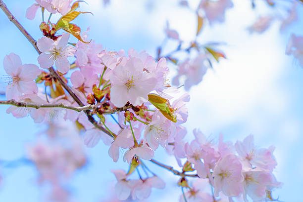 istock pink blossoms of Sargent's cherry 627892510