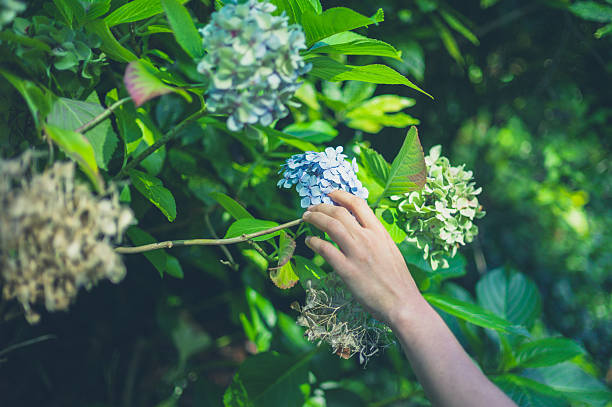istock Female hand touching flower 627902850