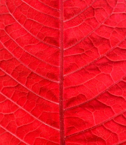 istock leaf detail Easter plant poinsettia 627903502
