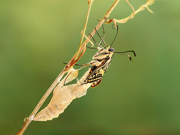 nahaufnahme erstaunlichen moment über schmetterling aus chrysalis - schwalbenschwanzfalter stock-fotos und bilder