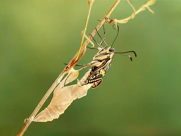 Closeup amazing moment about butterfly (Papilio machaon)  emerging from chrysalis on twig on green background. shallow dof