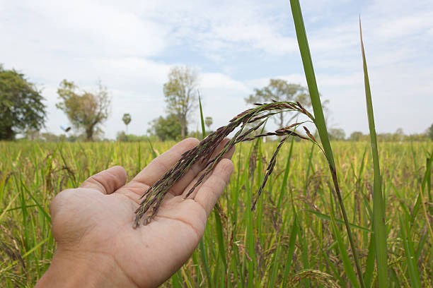 istock Riceberry organic rice in Thailand. 627906118