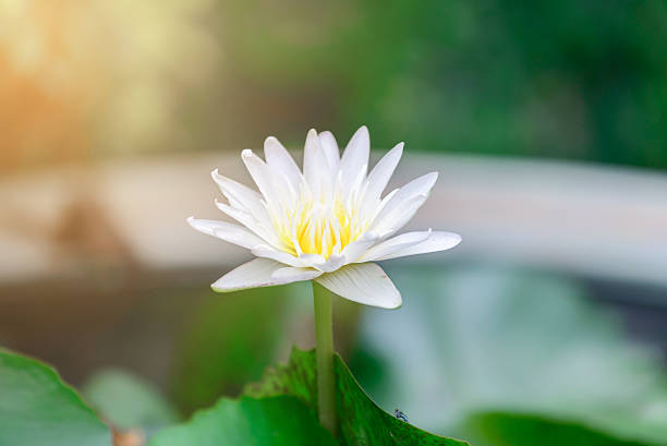 istock White lotus flower blooming in summer. 627906180