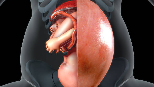 istock Baby in womb 627906360