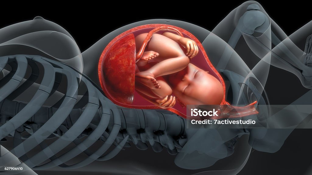 Baby in womb It's amazing to think about baby development in the womb and how a few cells grow into a human being in just nine short months. Canal Stock Photo