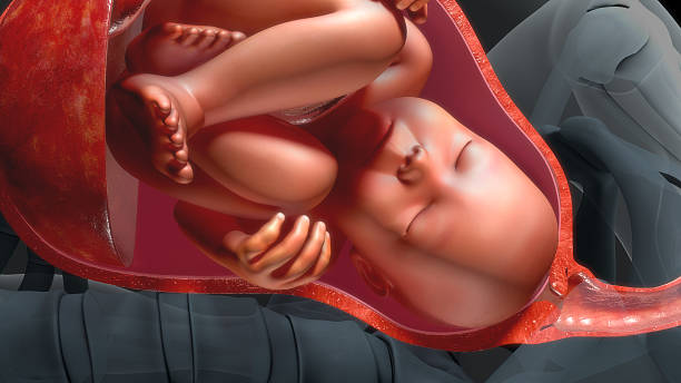 istock Baby in womb 627906458
