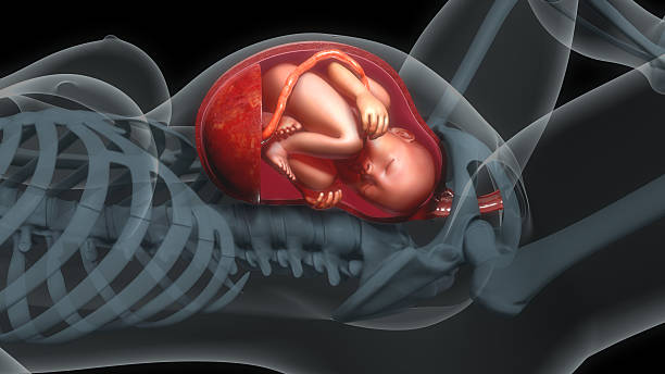 581 Birth Canal Stock Photos, Pictures & Royalty-Free Images - iStock | Baby in birth canal 581 Birth Canal Stock Photos, Pictures & Royalty-Free Images - iStock | Baby in birth canal