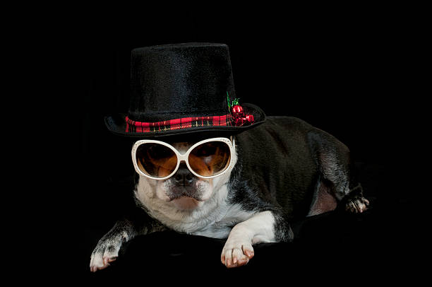 istock Boston terrier dog with Christmas disguise 627906680