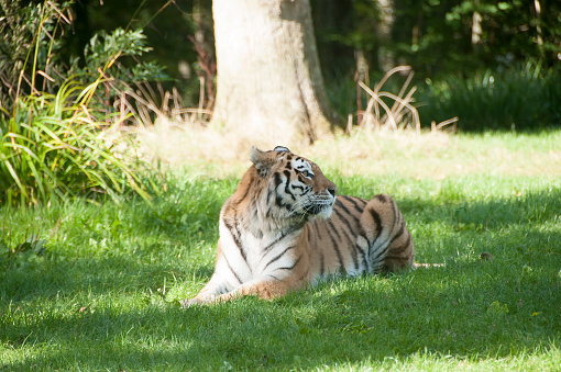 Tiger relaxing in the sunshine