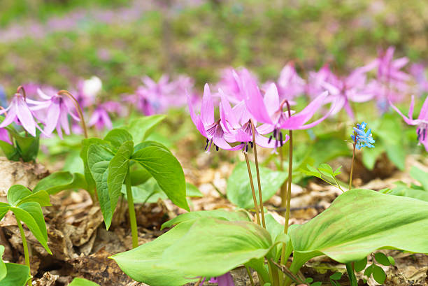 분재 경견 왜고너의 이 자주색 및 현호색 yanhusuo - corydalis 뉴스 사진 이미지