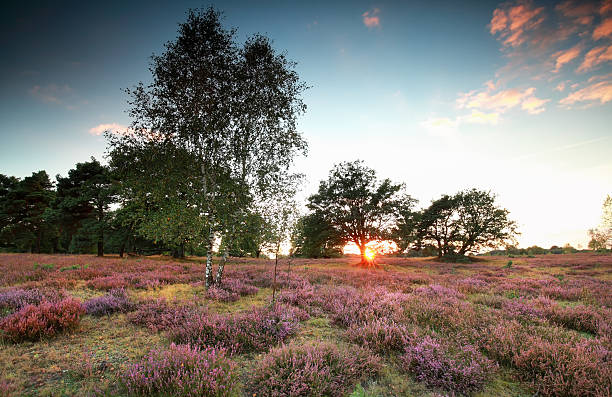 istock warm sunset over meadow with flowering heather 627909332