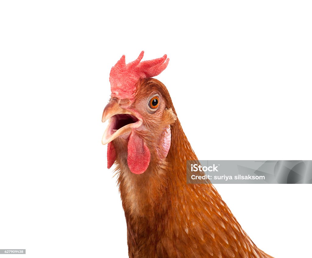 chiudere la testa di gallina di pollo isolare sfondo bianco - Foto stock royalty-free di Pollo