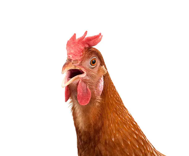 Photo of close up head of chicken hen isolate white background
