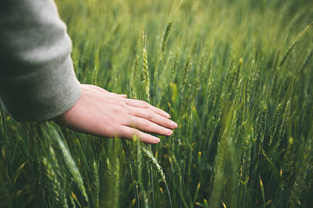 istock Wheat field and a woman hand 627909602