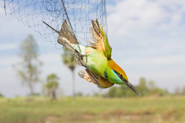 istock Farmers  trap birds eat rice 627909792