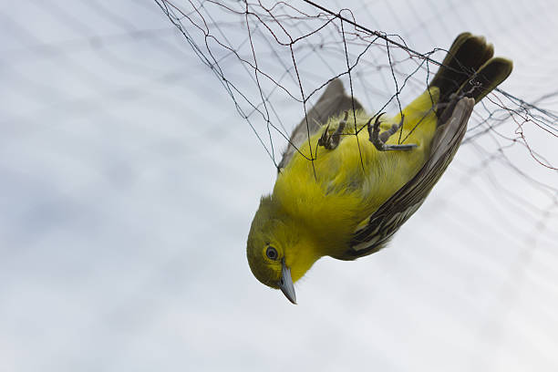 istock Farmers  trap birds eat rice 627915246