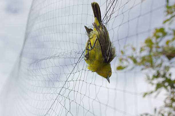 istock Farmers  trap birds eat rice 627915302