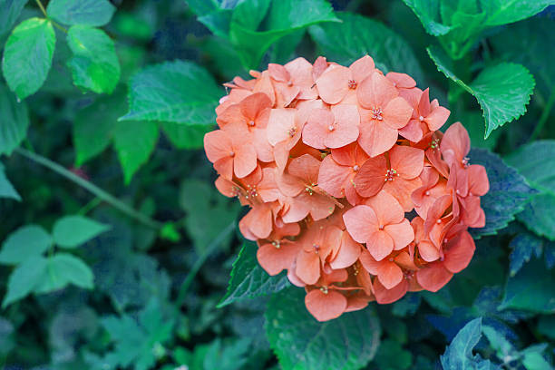 orange hydrangea with leaves in the garden.