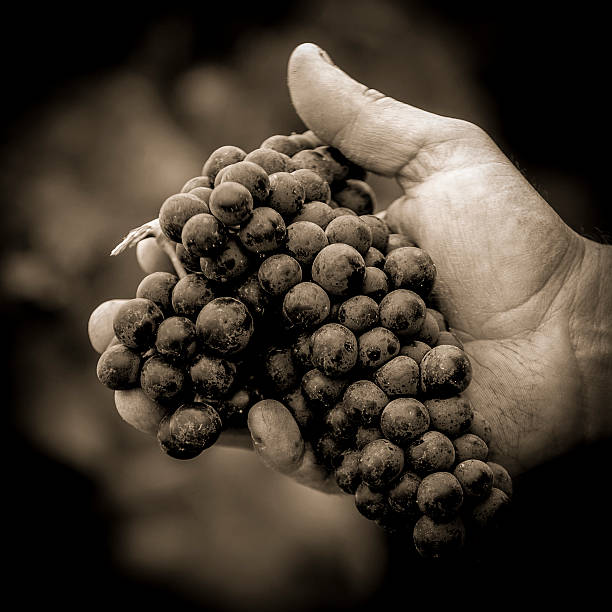 Grapes harvest. Farmers hands with freshly harvested black grapes, France