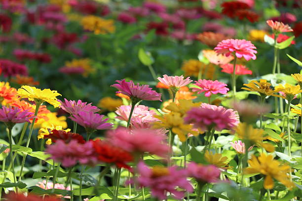istock Zinnia elegans colorful flowers in the park 627919088