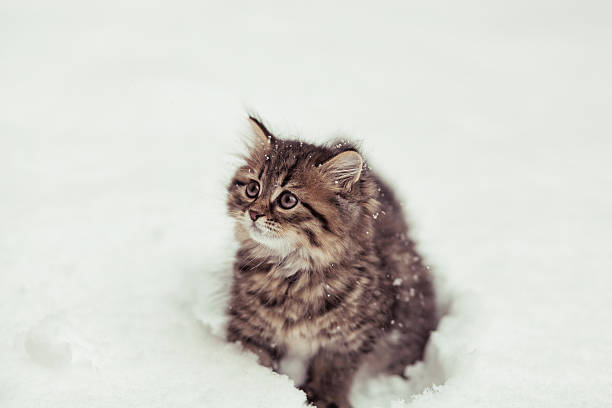 istock fluffy Siberian cat in snow isolated on a white background 627919534