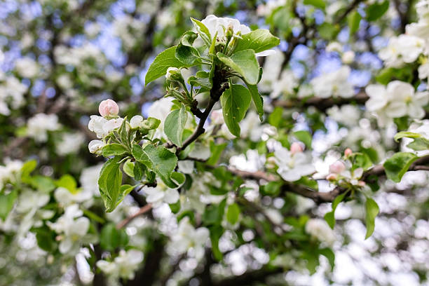 istock blooming apple trees in the park 627920082