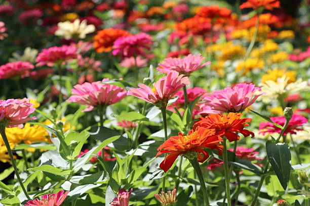 istock Zinnia elegans colorful flowers in the park 627920458