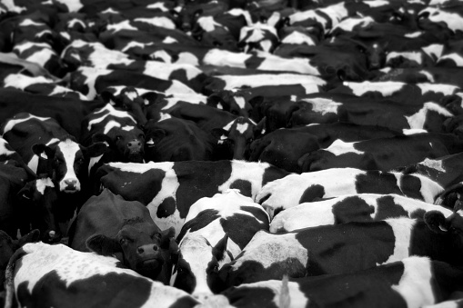 Black and white photograph of a herd of dairy cows waiting in the farm farmyard in the evening to be milked.
