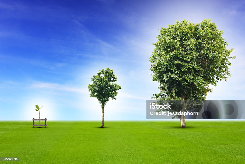 Young plant growing up process Young plant life process from small to medium size and growing up to growth big tree, metaphor to business concept in development, growing up economy, or life going on. Tree Stock Photo