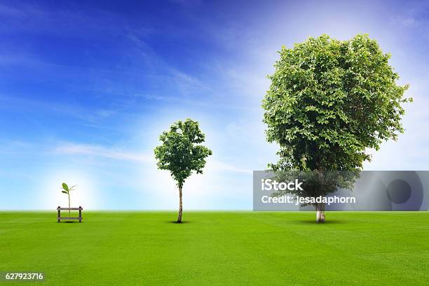 Young Plant Growing Up Process Stock Photo - Download Image Now - Tree, Growth, Cultivated