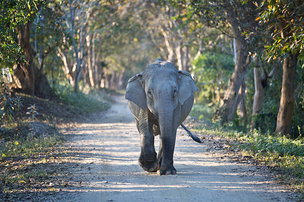 Elephant walks down the road in india